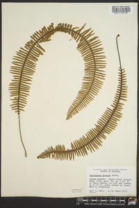 Polypodium plumula image