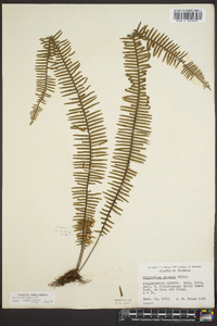 Polypodium plumula image