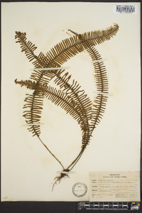 Polypodium plumula image