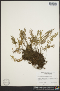 Polypodium polypodioides image