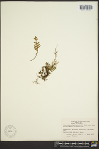 Polypodium polypodioides image