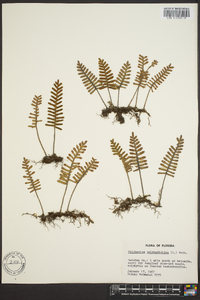 Polypodium polypodioides image