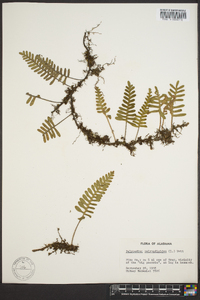 Polypodium polypodioides image