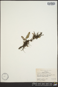 Polypodium polypodioides image