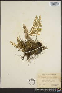 Polypodium polypodioides image