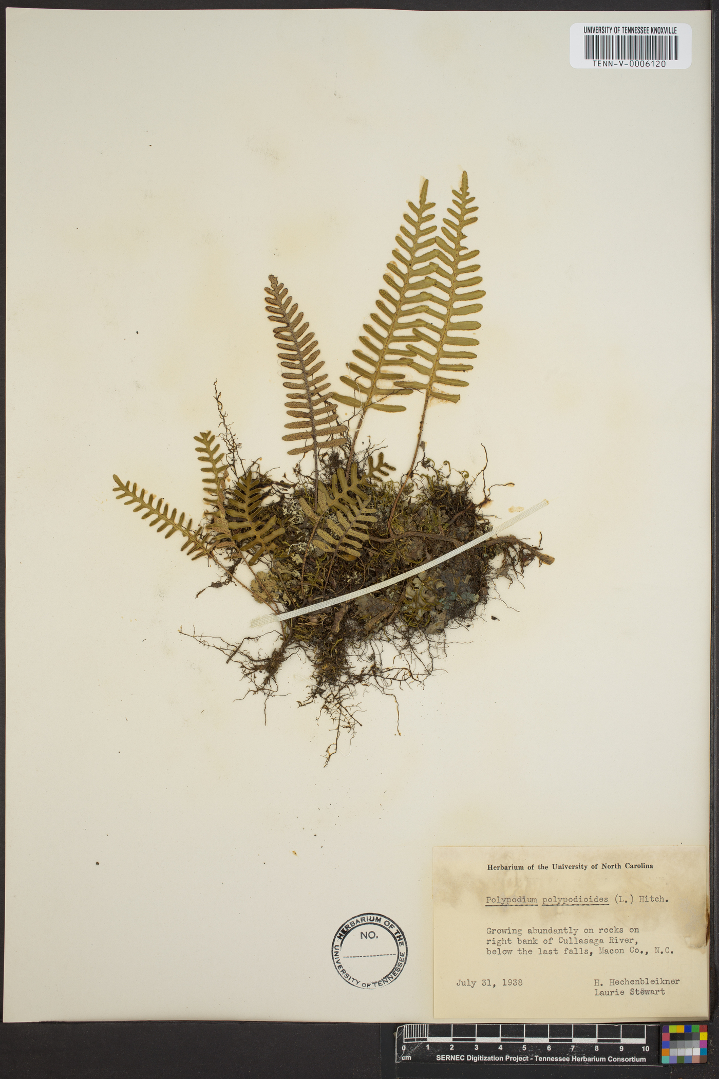 Polypodium polypodioides image