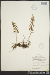 Polypodium polypodioides image