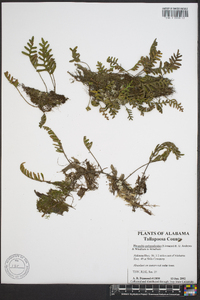 Polypodium polypodioides image