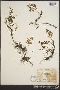 Polypodium polypodioides image