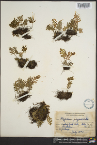 Polypodium polypodioides image