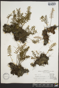 Polypodium polypodioides image