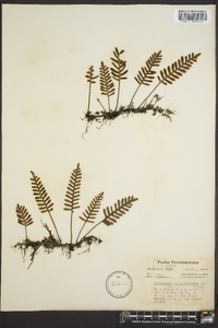 Polypodium polypodioides image