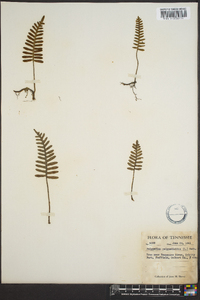 Polypodium polypodioides image