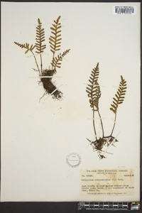 Polypodium polypodioides image