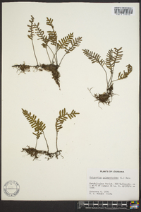 Polypodium polypodioides image