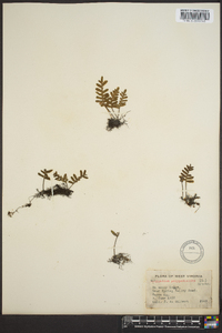 Polypodium polypodioides image