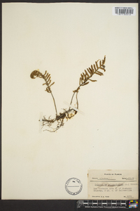 Polypodium polypodioides image