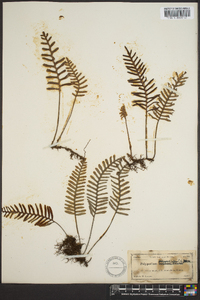 Polypodium polypodioides image