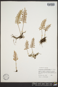 Polypodium polypodioides image