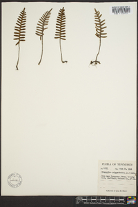 Polypodium polypodioides image