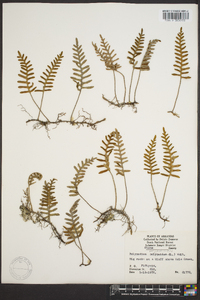 Polypodium polypodioides image