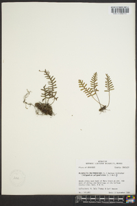 Polypodium polypodioides image