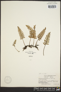 Pleopeltis polypodioides image