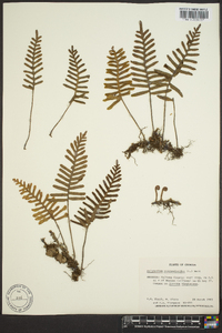 Polypodium polypodioides image