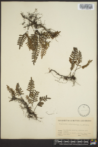 Polypodium polypodioides image