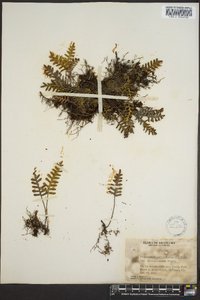 Polypodium polypodioides image