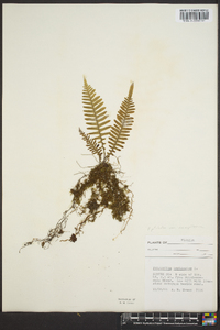 Polypodium pectinatum image