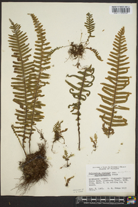 Polypodium ptilodon image