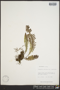 Polypodium ptilodon image