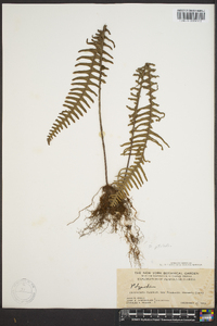 Polypodium ptilodon image