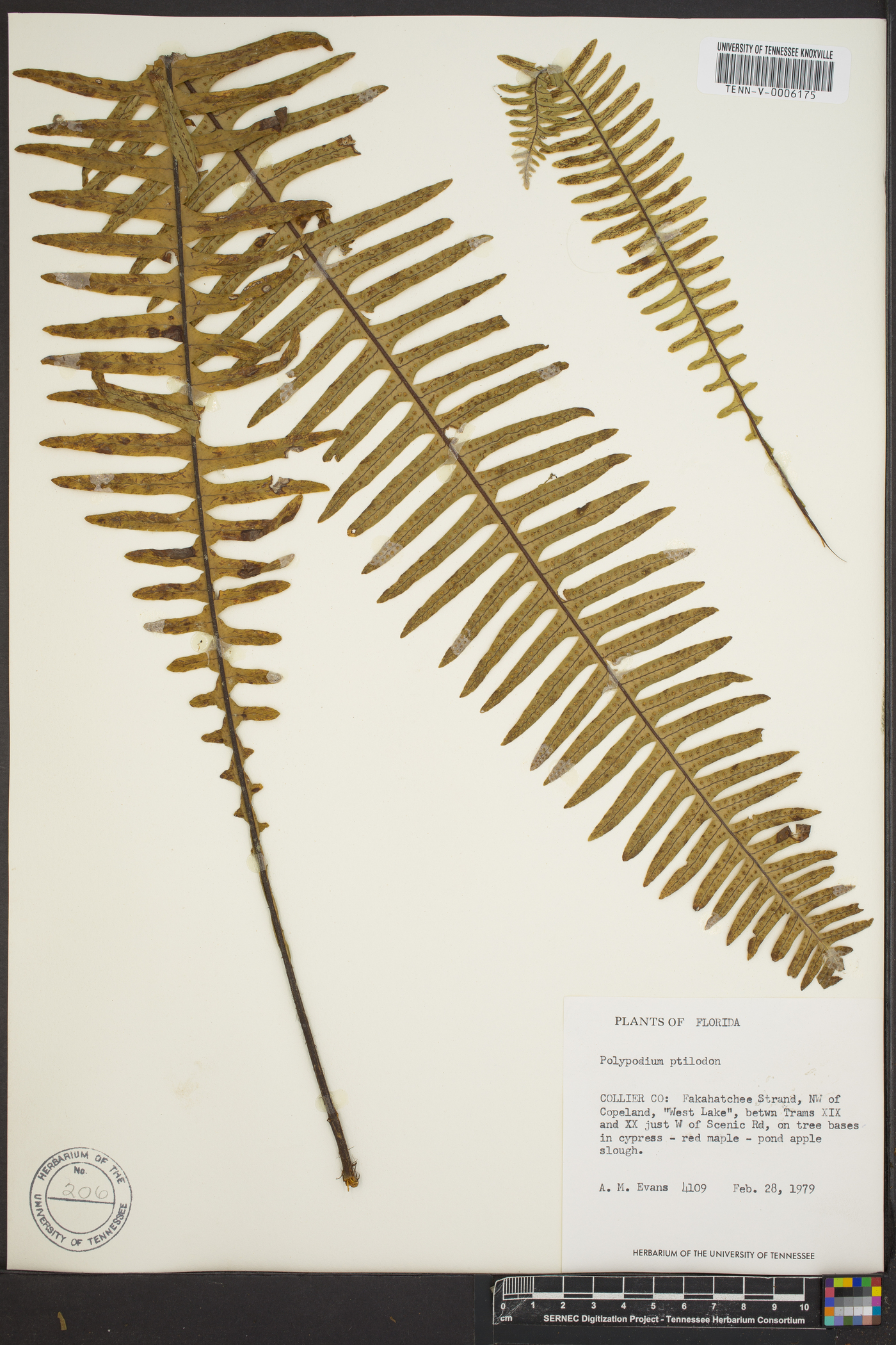 Polypodium ptilodon image