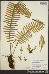 Polypodium ptilodon image