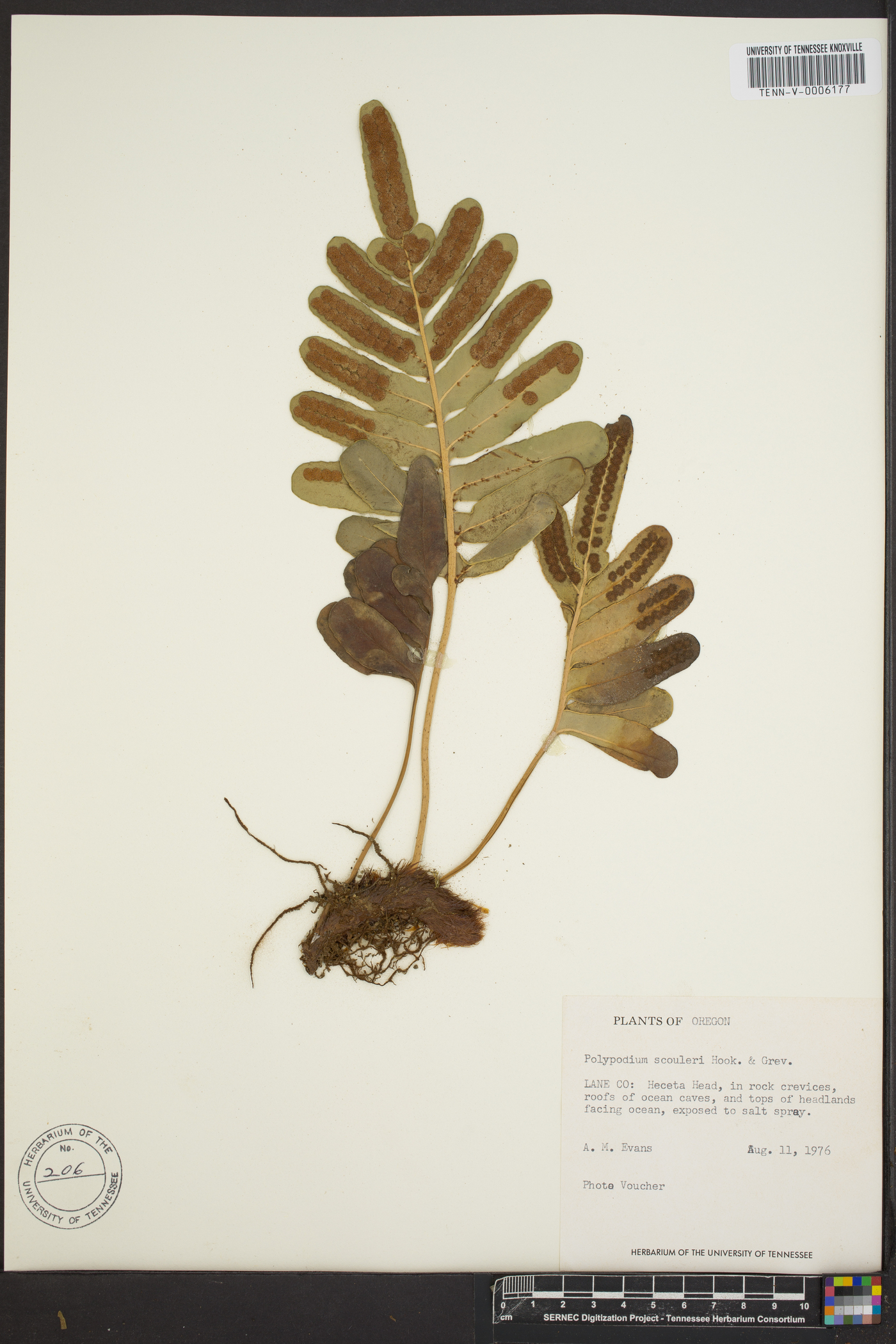 Polypodium ptilodon image