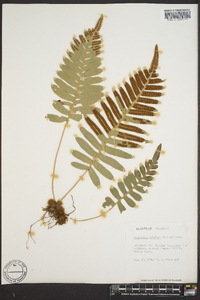 Polypodium scouleri image