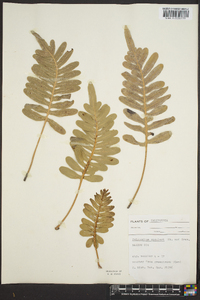 Polypodium scouleri image