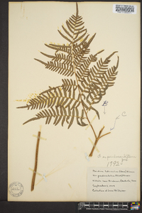 Pteridium aquilinum subsp. pseudocaudatum image