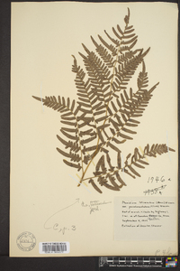 Pteridium aquilinum subsp. pseudocaudatum image