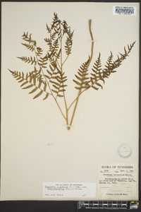 Pteridium aquilinum subsp. pseudocaudatum image