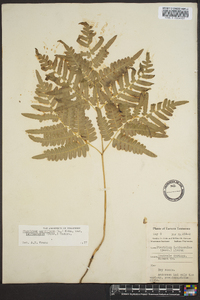 Pteridium aquilinum var. latiusculum image