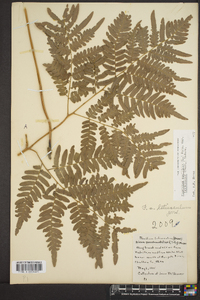 Pteridium aquilinum var. latiusculum image