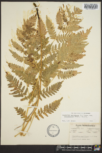 Pteridium aquilinum var. latiusculum image