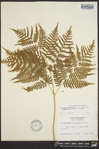 Pteridium aquilinum var. latiusculum image