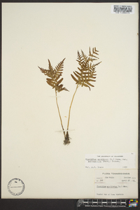 Pteridium aquilinum var. latiusculum image