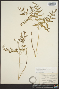 Pteridium aquilinum var. latiusculum image