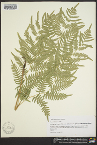 Pteridium aquilinum var. latiusculum image