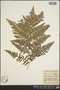 Pteridium aquilinum var. latiusculum image